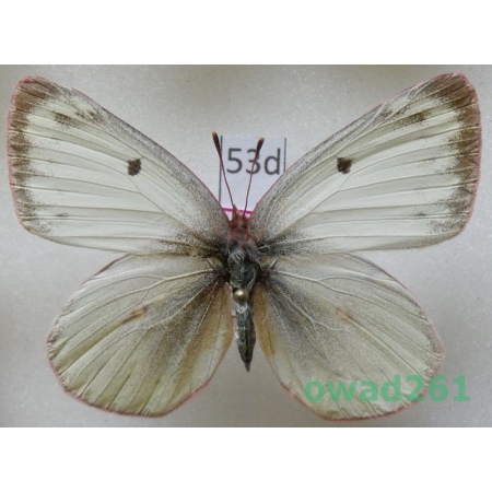 Colias philodice vitabunda Hovanitz, 1943 female Canada53d